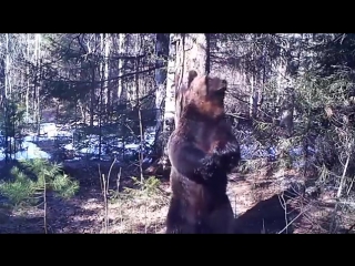 erotic bear dance at the pole