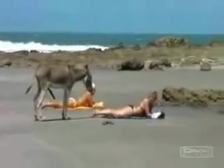 donkey and 2 sexy girls