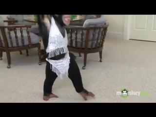 cheerful chimpanzee teaches sexy dance