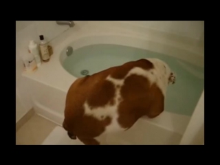 dogs just don t want to bath - funny dog bathing compilation