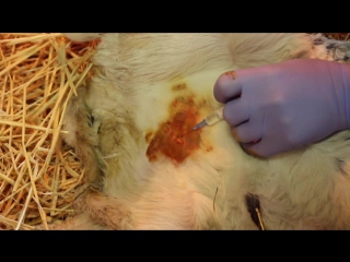 amputation of an additional nipple in a heifer. amputation additional teat in heifers