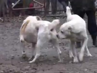 the most brutal dog fight